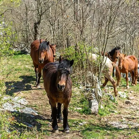 Ponar By Aneo Travel * Tribotinj